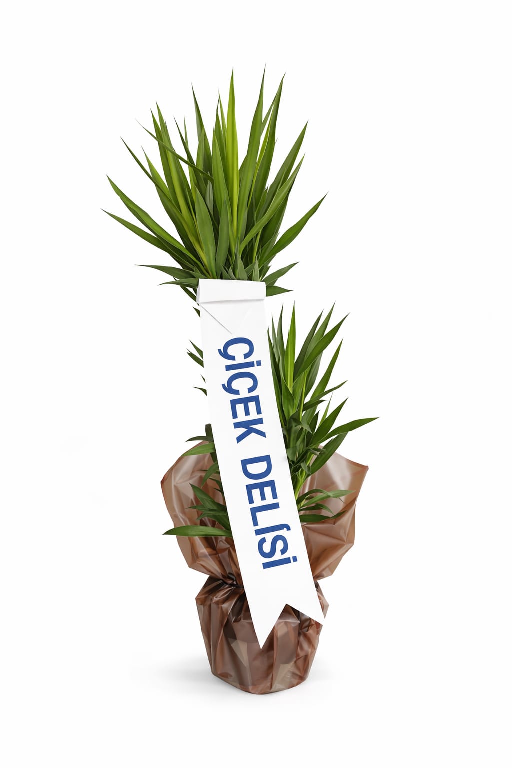 �kili Yucca